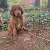 Cute F1b Labradoodle Puppy (Male Born 4/23/24)