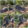 AKC Great Danes ready October 4th Health Tested parents