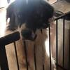 Anatolian shepherd/great pyrenese