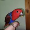 Baby Solomon Island Female Eclectus Weened and Vetted