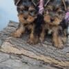 Purebred Yorky puppies