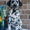 Dalmatian Puppies for Sale - New Castle Indiana