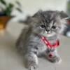 Kitten Persian 