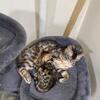 Bengal cat six weeks old
