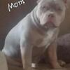 American Bulldog Pups for sale