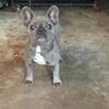 Blue female frenchie available