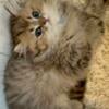 Gorgeous Fluffy Golden Dollface Persian Male Kitten Green Eyes Pedigree & Health Certificate