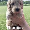 Miniature Male Goldendoodle Puppy
