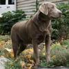 AKC Full English silver Labrador male proven for sale 
