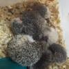 Baby hedgehogs All Ready ready to go