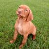 VIZSLA PUPPIES: AKC, CH bloodlines, OFA cert parents. LAST VIZSLA litter from breeder of 23yrs!