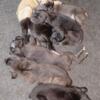 Cane corso puppies 8 week old