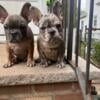 AKC FRENCH BULLDOGS