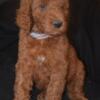 Red AKC standard poodle pups for sale