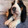 Silo : Male tri-color basset hound puppy