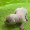 Dogo Argentino puppies for sale