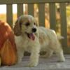 Charger, the lovable cockapoo puppy, born on July 30th 2024.