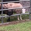 Kahtadin pair trained pettingzoo quality sheep