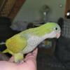 Baby Quaker Parrots