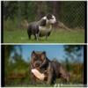 Abkc American bully pups for sale pet home or outright 3m 1f