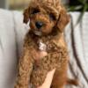 Cavapoo Puppies Lincoln for Sale- No Puppy Mill