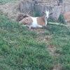 Nigerian dwarf goat doelings