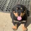 Female Rottweiler Puppy