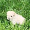 Shih Poo Puppies for sale