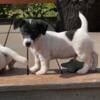 9 weeks old Jack Russell terrier smooth coat looking for a home preferably a for ever home vaccines up to date