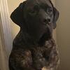 Akc black brindle English massif pups
