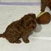 Toy Poodle female Available