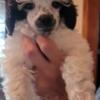 Ckc Toy Parti Poodle- Male