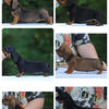 AKC Dachshund puppies