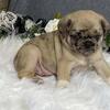 PUREBRED PUG PUPPIES AVAILABLE