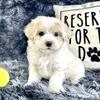 Maltipoo Puppies Ready Now
