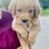 Golden Pyrenees puppies