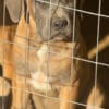 Bull/Corso Puppies (Bull Mastiff/ Cane Corso Mastiff)