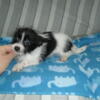 Shorkie puppies for sale