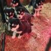 Alaskan malamute/Siberian Husky pups for sale