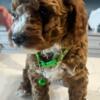 Aussiedoodles Ready to go 4 males left  - Forever home ready Defiance OHIO