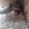Ducks