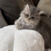 Persian Kittens - Available in October