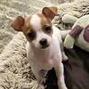 CKC Purebred Male Chihuahua