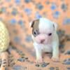 Lilac and red Boston Terrier Puppies for sale in Florida