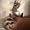 Male sugar glider joey