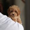 Playful Maltipoo Puppies