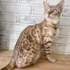 Beautiful Bengal Female