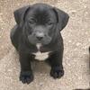 Frenchie Lab puppies