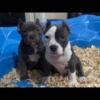 Beautiful pocket American Bully pups available