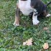 ABKC pocket class bully pups